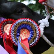 Royal Highland Show - A celebration of food, farming and rural life